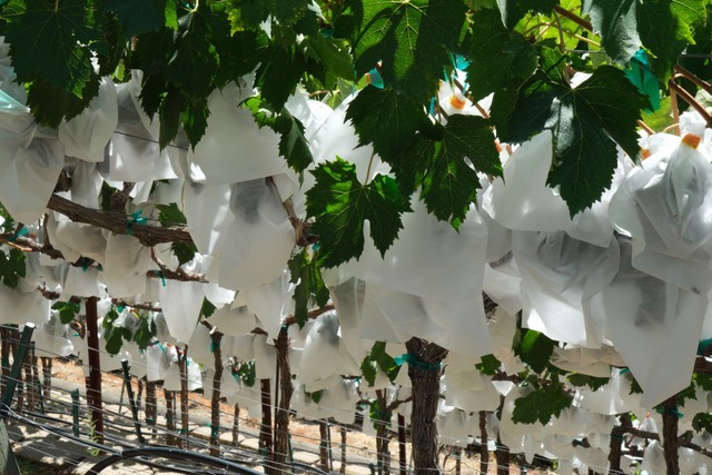 2024 Vines before harvest